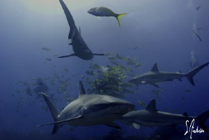 This image is of Reef Sharks enjoying the free fish as we... by Steven Anderson 